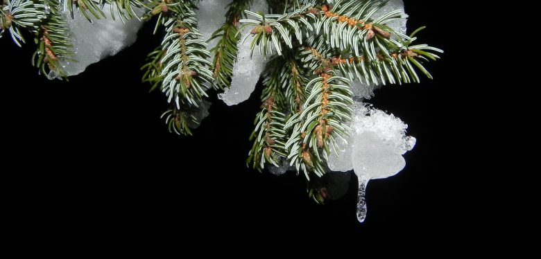 fir-1073236_1280
