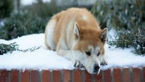hachiko