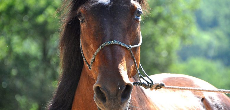 horse-1808722_1280